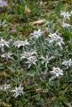 Flowers Edelweiss.jpg